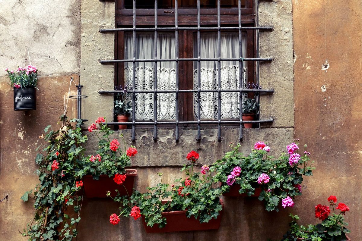 Giardino con fiori selvatici della macchia pugliese
